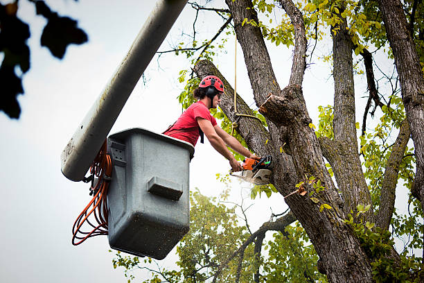 Best Tree Preservation Services  in Chalmette, LA